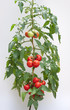 growth tomato growth tomato