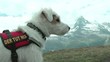 hund vorm matterhorn