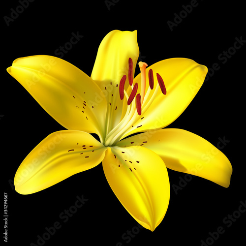 Vector: Vector photo-realistic vivid yellow lily isolated on black Vector photo-realistic vivid yellow lily isolated on black