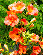 bignonia bignonia