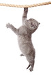 a little scottish fold kitten is hanging on the rope