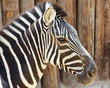 A Close Up View of a Zebra A Close Up View of a Zebra