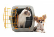 chaton en cage et chihuahua