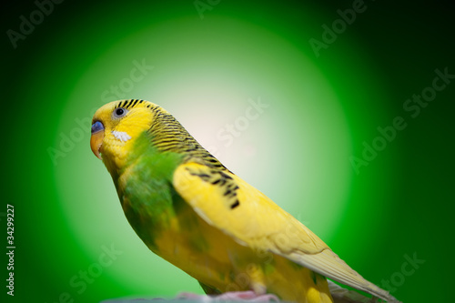 Photo: parrot budgies parrot budgies