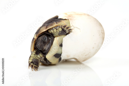 Foto: Schildkröte im Ei Schildkröte im Ei