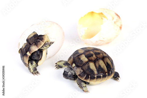 Photo: Zwei junge Schildkröten Zwei junge Schildkröten