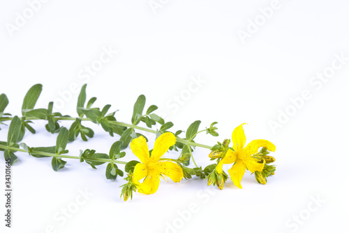 Foto: Johanniskraut Johanniskraut