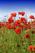Poppies in barley field Poppies in barley field
