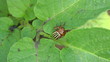 Colorado potato beetle eats the leaves, timelapse.