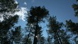 Sky and clouds over trees time lapse Full HD