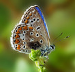 Butterfly (Due Lycaenidae) Butterfly (Due Lycaenidae)
