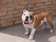 english bulldog