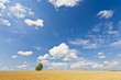 alone tree in wheat field