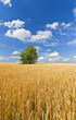 alone tree in wheat field