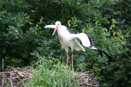 Photo: Storch im Nest Storch im Nest