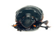 dung beetle