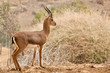 Nubian Ibex