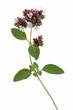 Origan  en fleurs (Origanum vulgare)