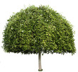 tree isolated