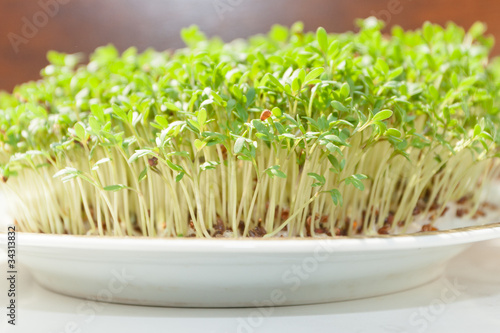 Photo: Garden cress Garden cress