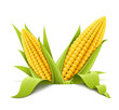 couple corncob vector