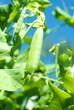 fresh pea with branch isolated on white