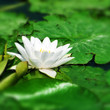 water lilly