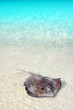 stingray Dasyatis americana in Caribbean beach