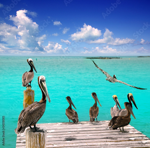 Photo: Caribbean pelican turquoise beach tropical sea Caribbean pelican turquoise beach tropical sea