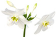 lys de la vierge