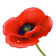 Red Poppy Red Poppy