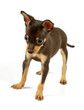small chihuahua puppy