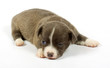 small chihuahua puppy