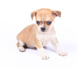 small chihuahua puppy