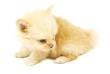 small chihuahua puppy