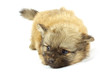 small chihuahua puppy