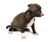 small chihuahua puppy