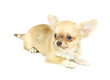 small chihuahua puppy