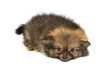 small chihuahua puppy