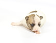 small chihuahua puppy