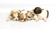 small chihuahua puppy