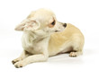 Chihuahua small puppy