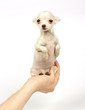 Chihuahua small puppy