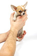 Chihuahua small puppy