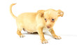 small chihuahua puppy