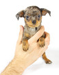 small chihuahua puppy