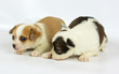 small chihuahua puppy