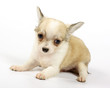 small chihuahua puppy