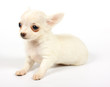 small chihuahua puppy
