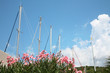 Jachtmasten mit Oleander